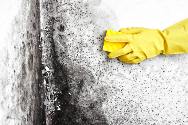 Best Black Mold Removal  in Dallas Center, IA